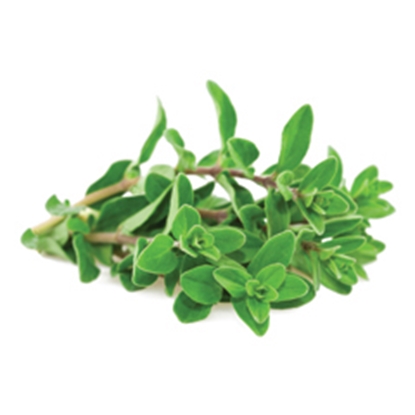 Picture of LAMB BRAND MARJORAM